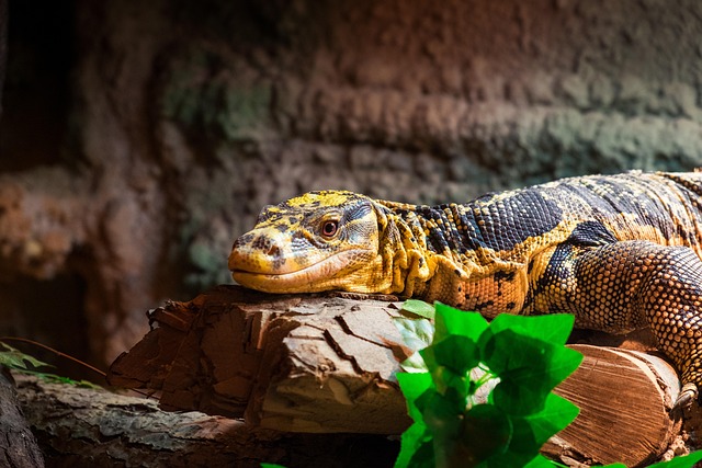 Free Dragon Lizard photo and picture