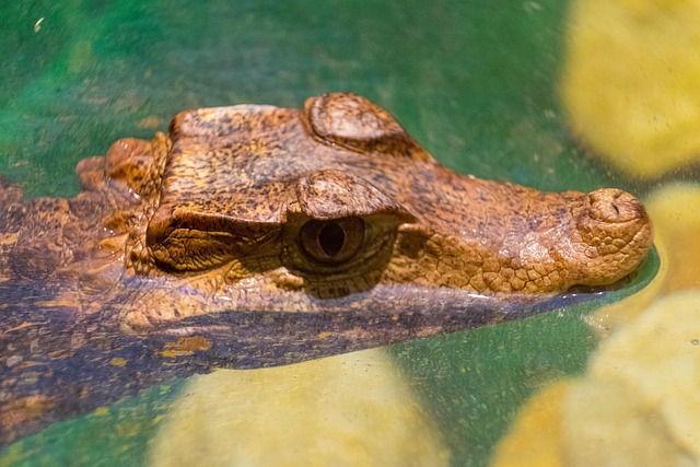 Free Gad Cayman photo and picture