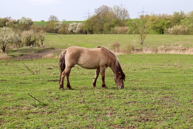 Free Horse Grazing photo and picture