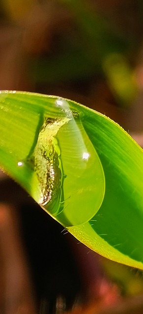 Free Embun Nature photo and picture