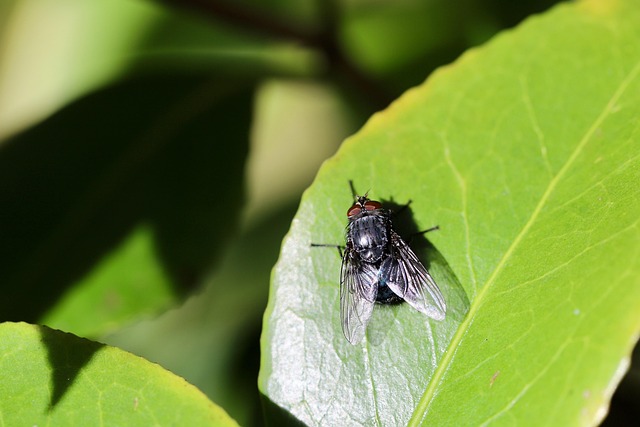 Free Fly Insect photo and picture