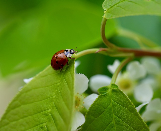 70,000+ Free Beneficial Insects & Insect Images - Pixabay