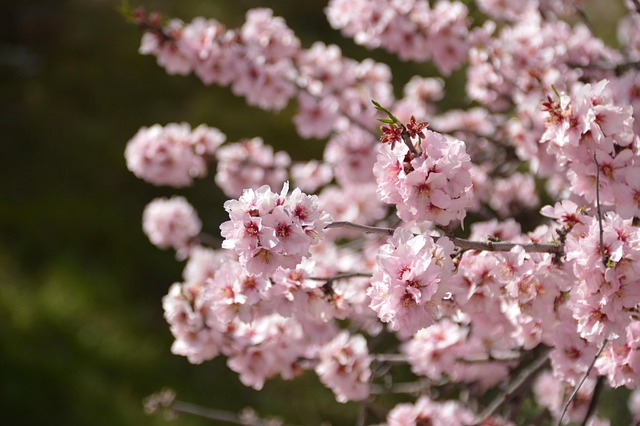 Free Flowers Blossom photo and picture