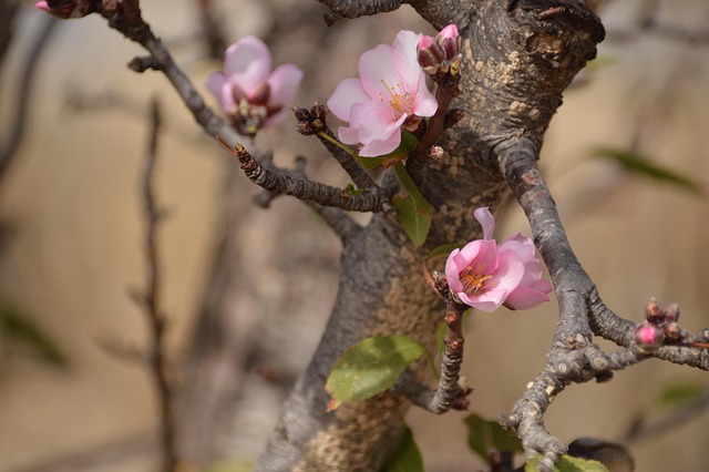 Free Flowers Blossom photo and picture