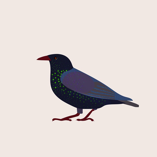 Free blackbird feathers bird illustration
