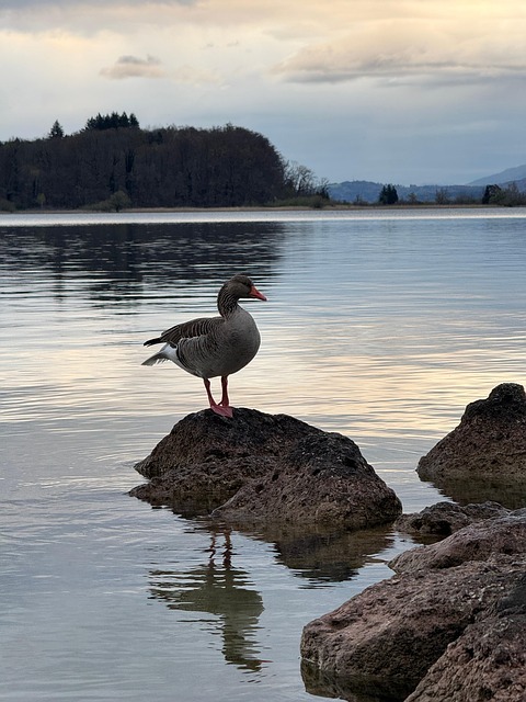 Free Lake Goose photo and picture