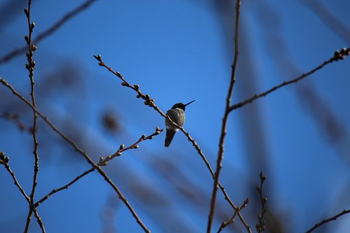 Vogel, Feder, Kolibri, Saugnäpfe, Baum