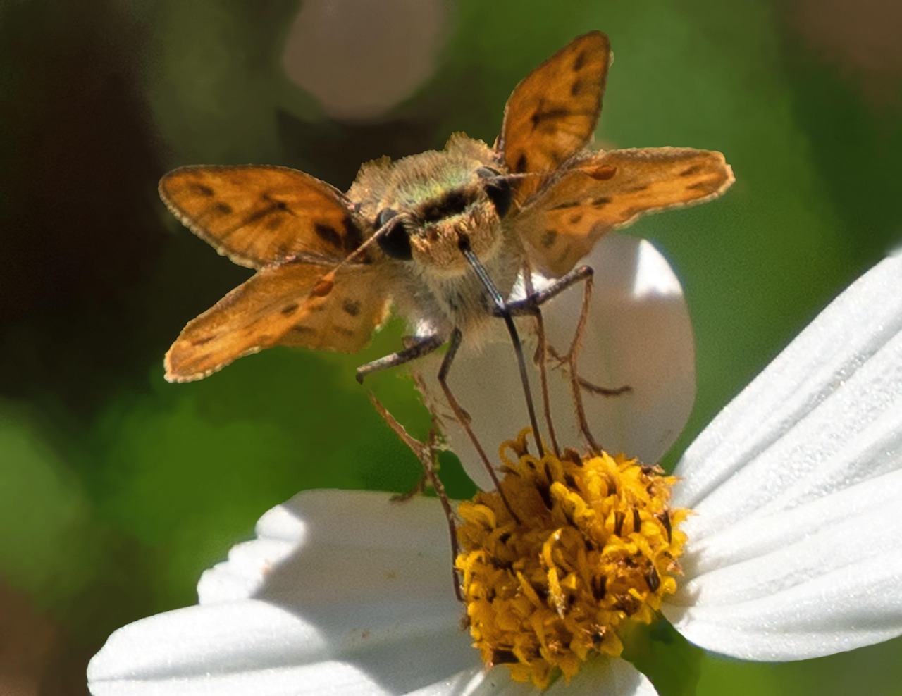 Fiery Skipper Butterfly Insect - Free photo on Pixabay - Pixabay