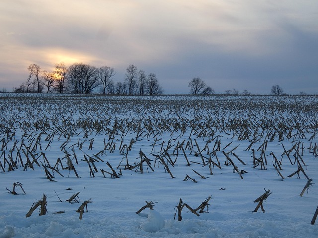 Free Farm Cornfield photo and picture