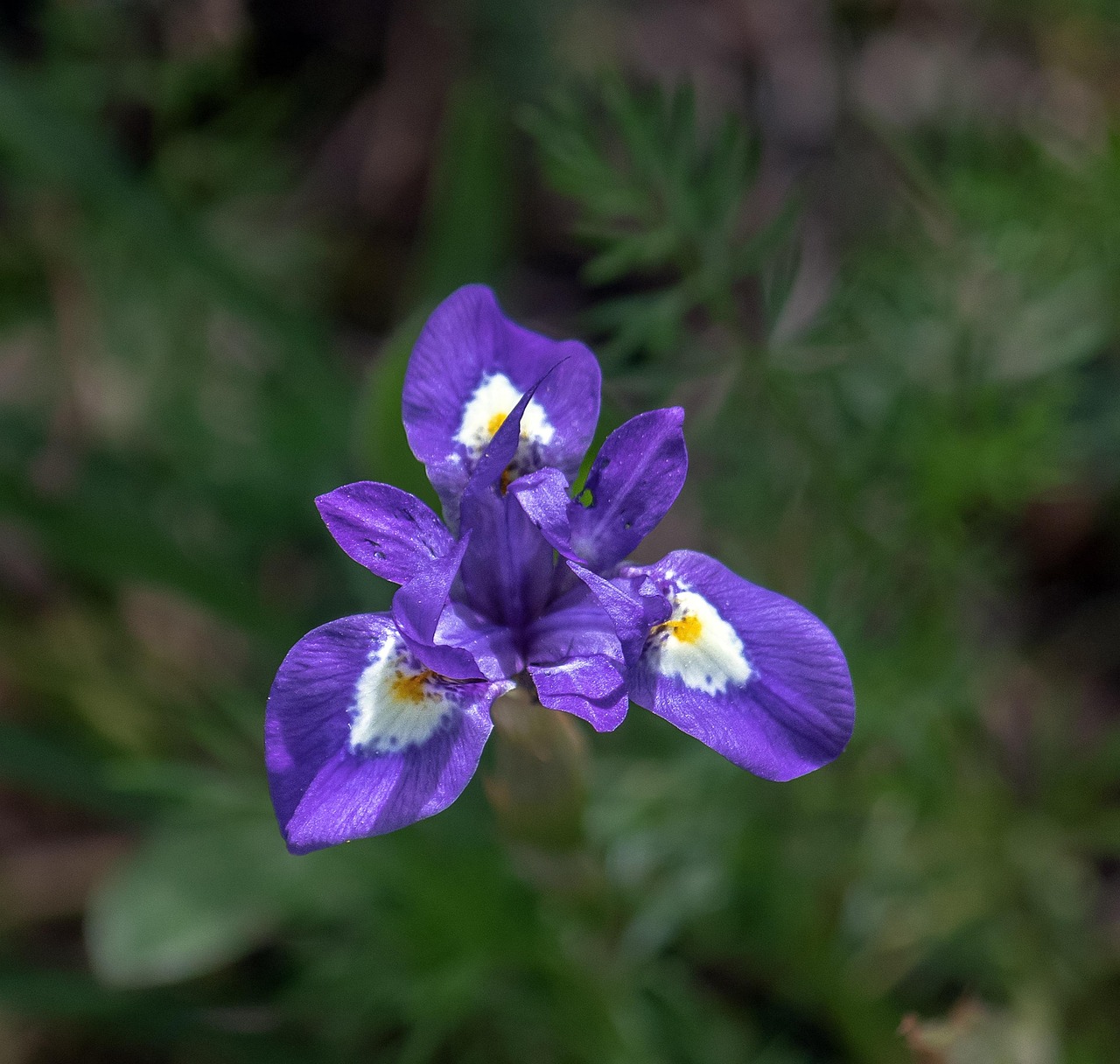 Moraea Sisyrinchium Flower Free photo on Pixabay Pixabay