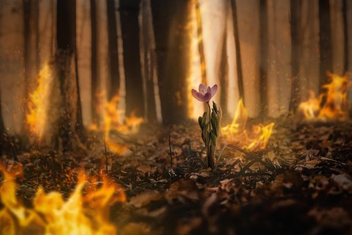 Skog, Natur, Trær, Brann, Varme, Flamme