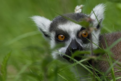 Lemur, Zvíře, Příroda, Opice, Madagaskar
