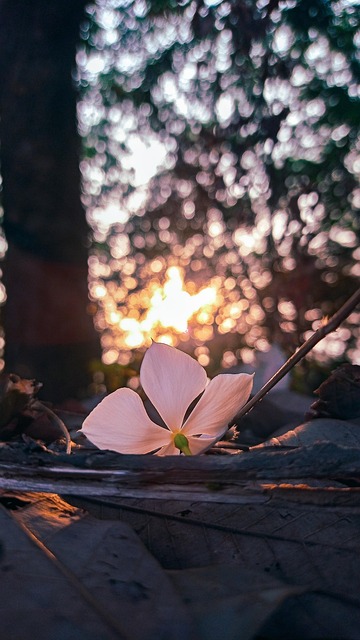 Vinca Anual, Flor, Flor Branca