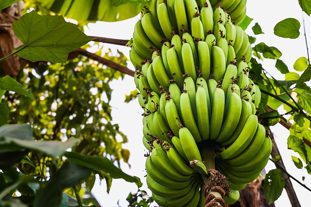 Plantains and bananas, grown alongside cacao and root crops, became key elements of Bribri agriculture after their introduction.