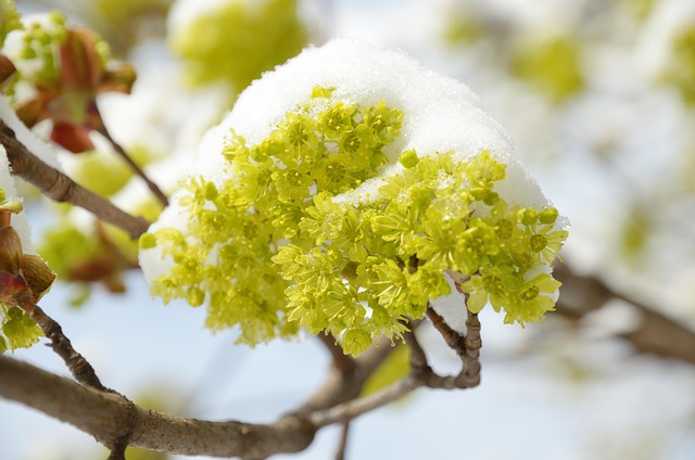 Free Snow Flowers photo and picture