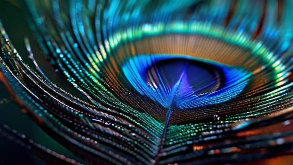 Free Ai Generated Peacock illustration and picture