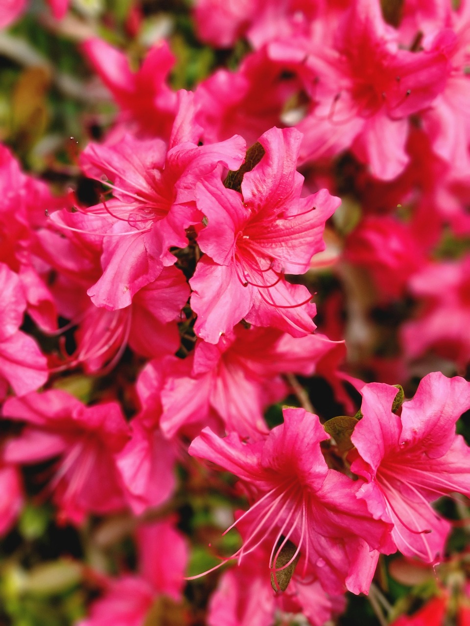 Todo Sobre La Flor Azalea – ¿Qué significado tiene la flor de azalea ...