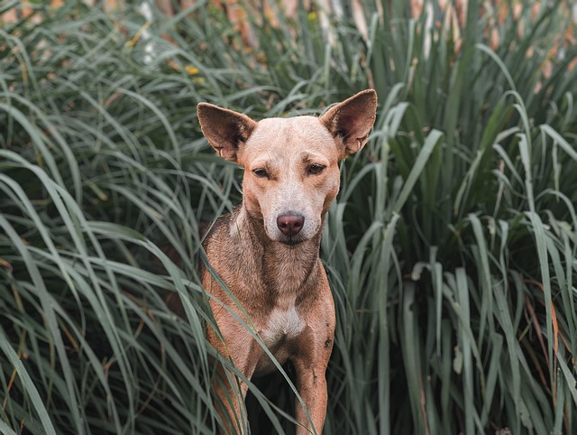 Rüyada sahipsiz kedi veya köpek görmek ne anlama gelir?