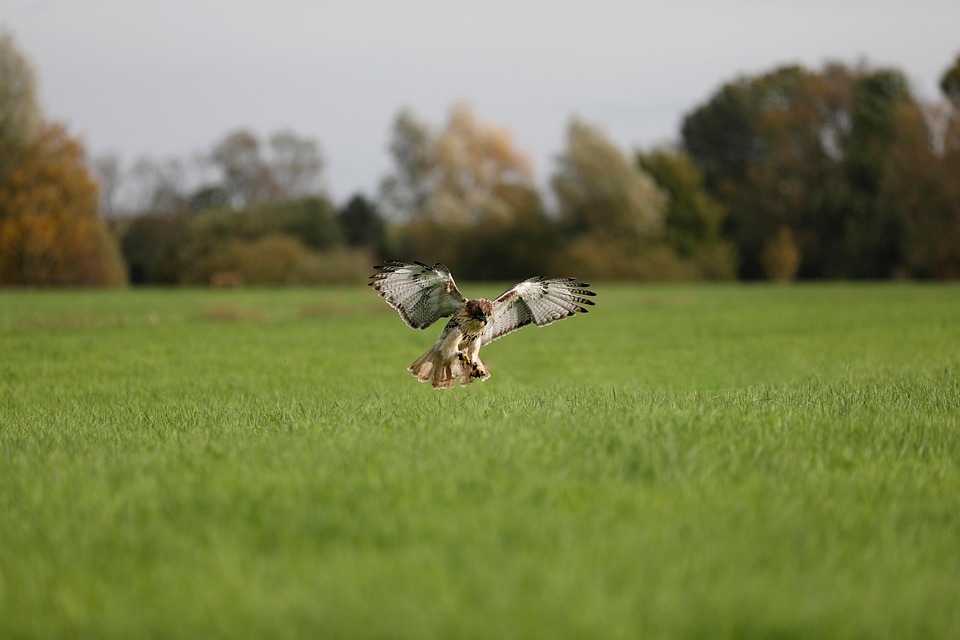 Red-Tailed Hawk Nature Bird - Free photo on Pixabay - Pixabay