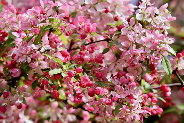 Free Apple Blossom Blossom photo and picture