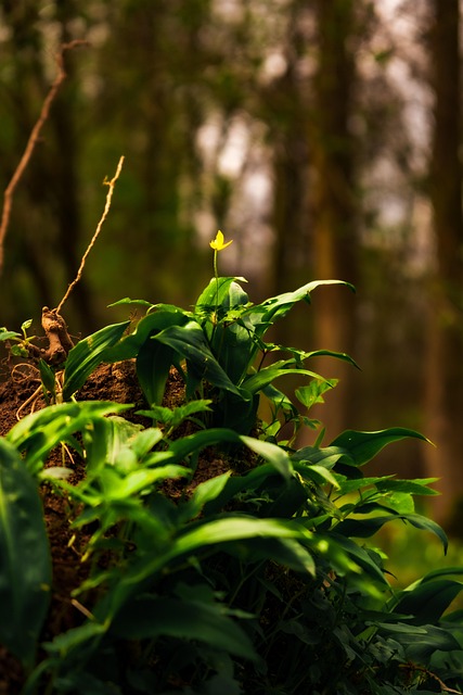 Free Nature Flower photo and picture