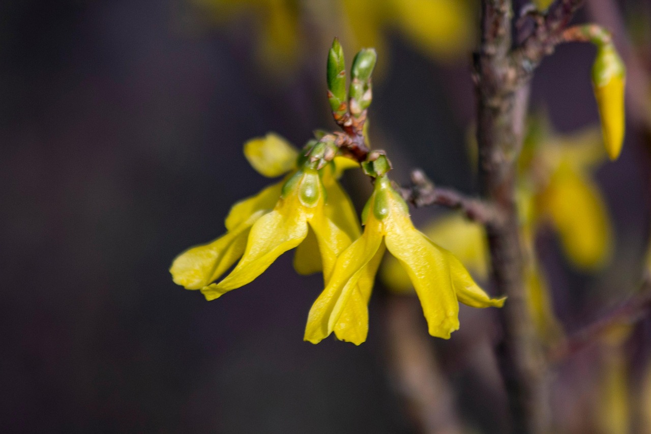 Fleurs De Printemps Photo gratuite sur