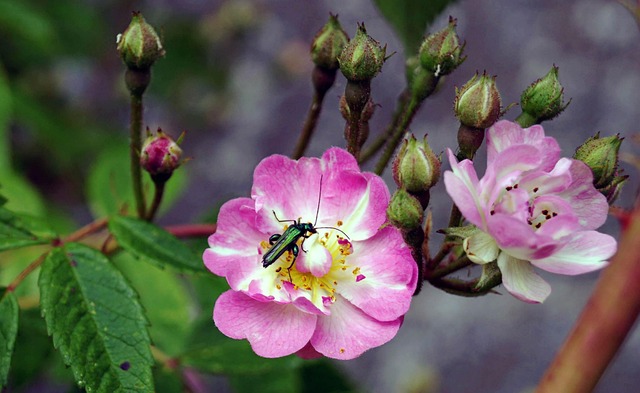 Edemera Nobilis Insect Roses - Free photo on Pixabay