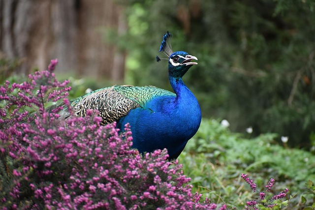 Pavão, Pássaro, Parque, Natureza
