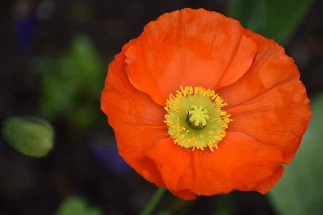 Mohnblüte, Frühjahr, Beet, Park, Natur