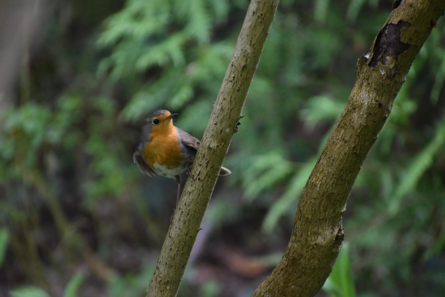 Robin, Pássaro, Natureza, Vôo, Penas