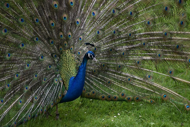 Pavão, Pássaro, Parque, Natureza