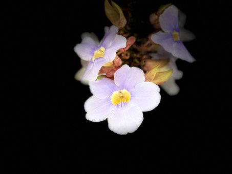 Free Flower Nature photo and picture