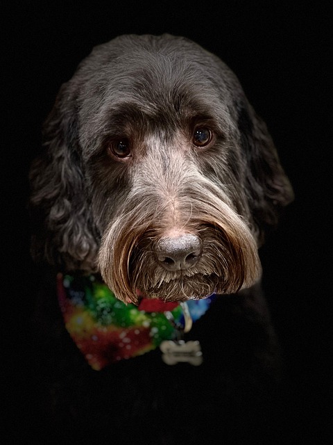 Free Show Dog Nature photo and picture