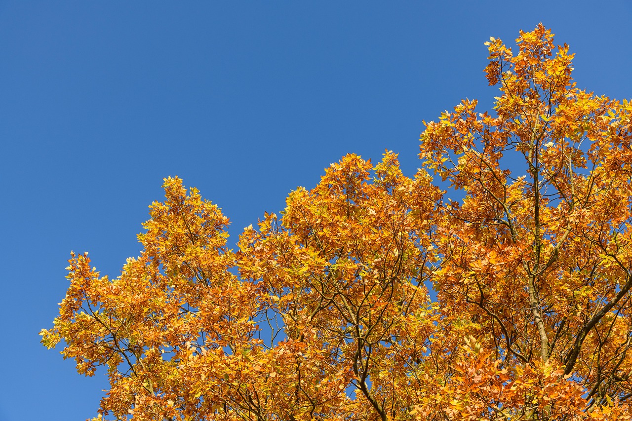 自然 橡木 树的顶端 - Pixabay上的免费照片 - Pixabay