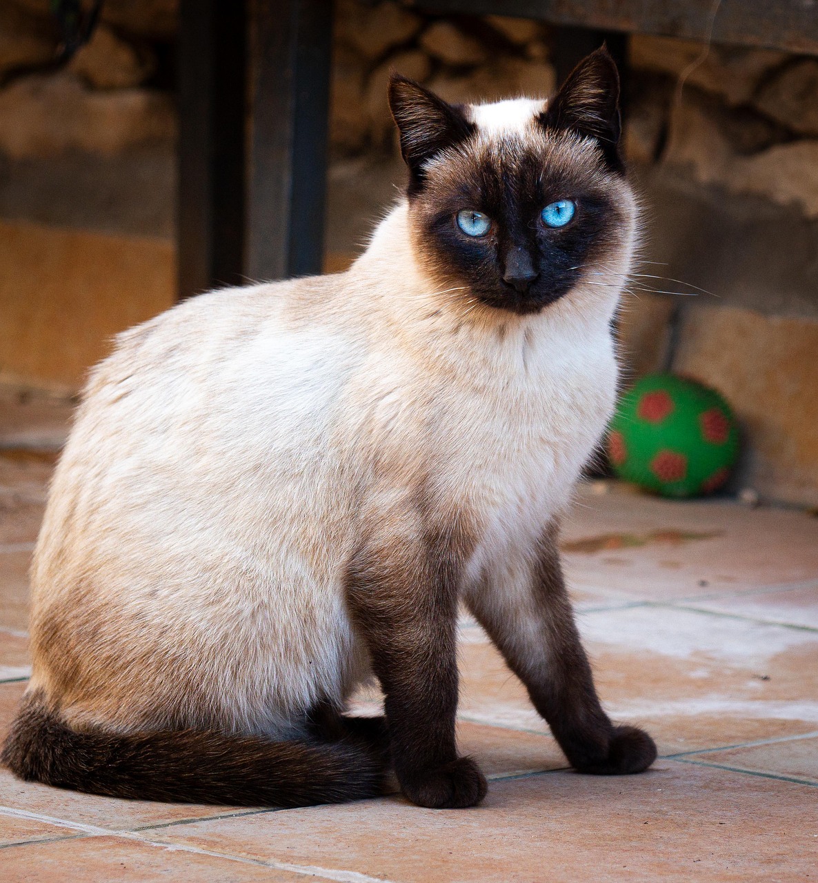 Siamese Cat Animal Free Photo On Pixabay Siamese Cat Animal Free Photo On Pixabay