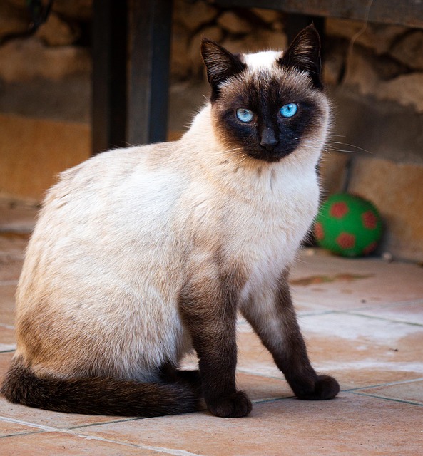 Siamese Cat Animal Free Photo On Pixabay