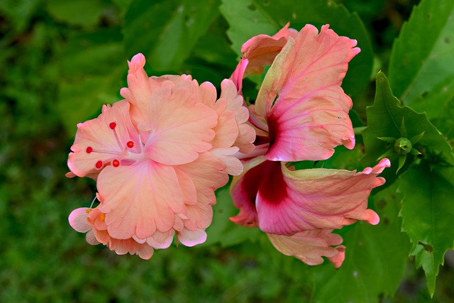 Hibiskus Blüte Strauch Kostenloses Foto auf Pixabay Pixabay