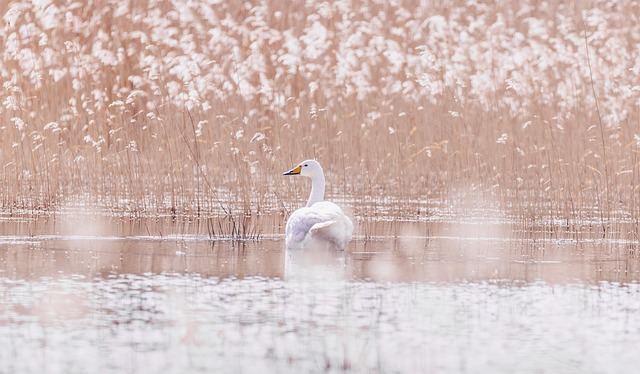 Schwan, Vogel, Tier, Federn, Gefieder