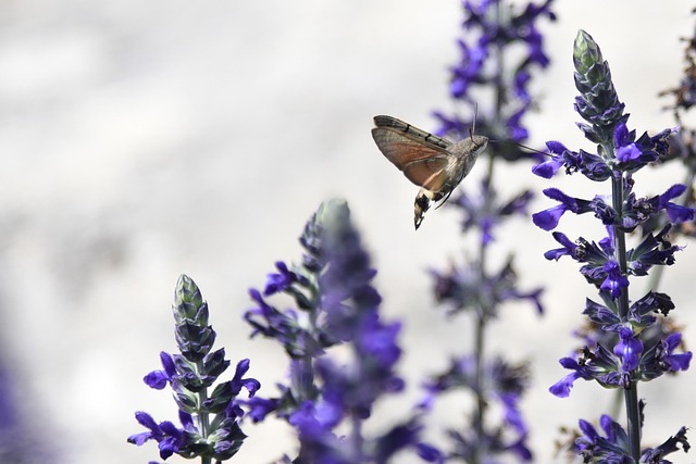Buntglas-Sonnenfänger – Schmetterling & Kolibri, 16 Cm, Hängende Dekoration Für Fenster & Garten