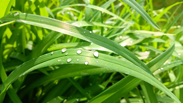Free Water Drops photo and picture