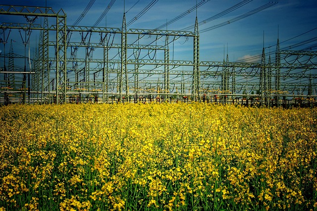 Free Rapeseeds Flower Wallpaper photo and picture
