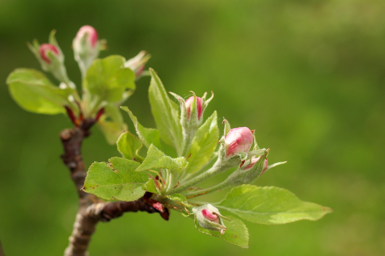 Spring Apple Apple Blossom Spring Fruit Tree - Free photo on Pixabay - Pixabay