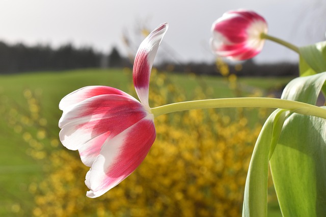 Free Tulip Spring photo and picture