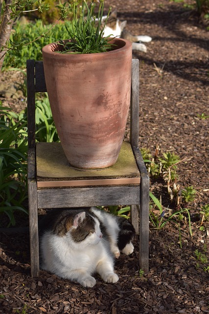 Free Garden Spring photo and picture