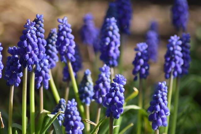 Free Spring Grape Hyacinths photo and picture