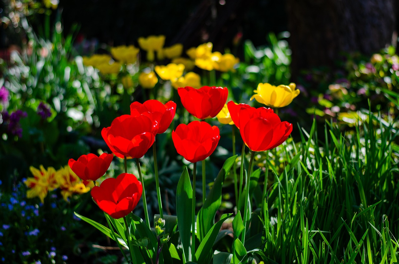 ดอกทิวลิป ดอกไม้ ฤดูใบไม้ผลิ - ภาพฟรีบน Pixabay - Pixabay