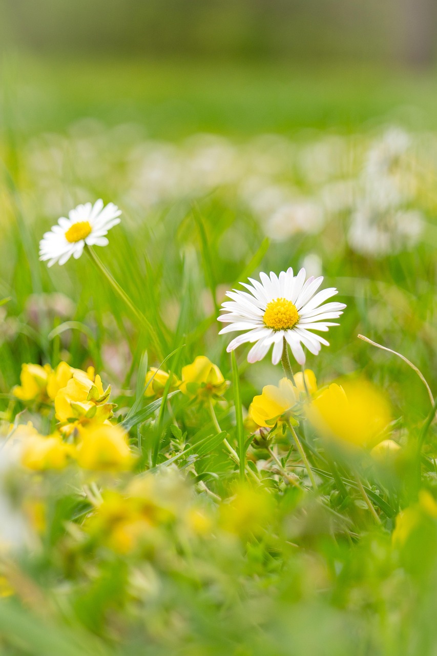 200 000 free landscapes nature images pixabay