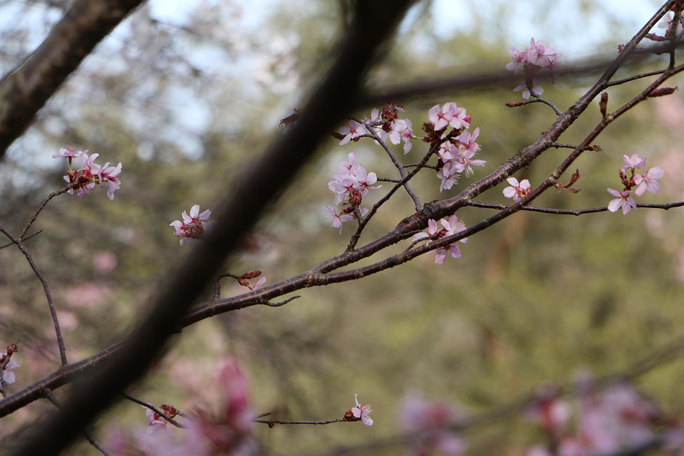 バネ 桜の花 さくら - Pixabayの無料写真 - Pixabay