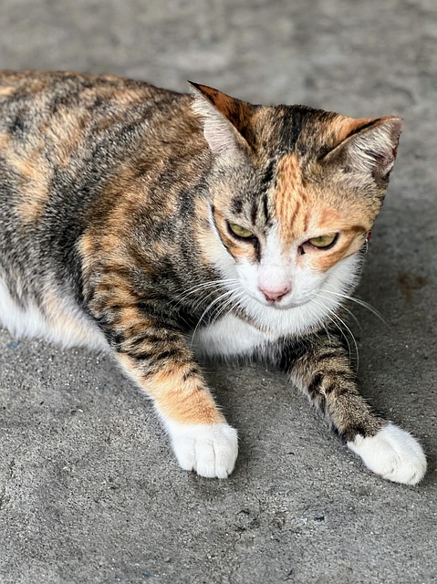 Animal, Kitty, Repose, Land, Face, Earth