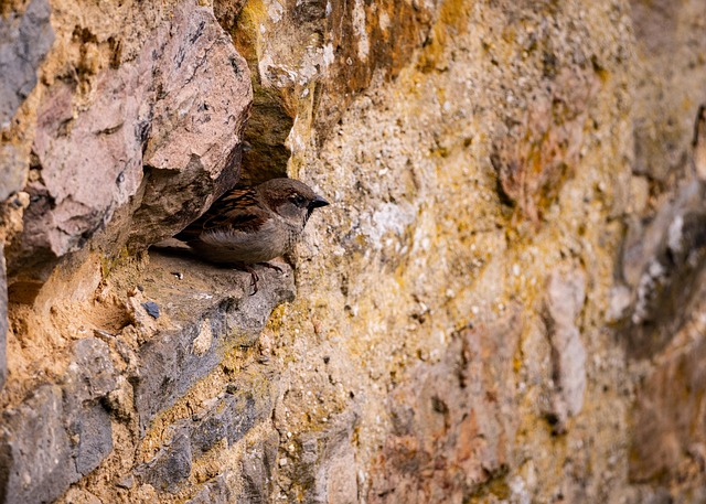 Free bird sparrow wall illustration